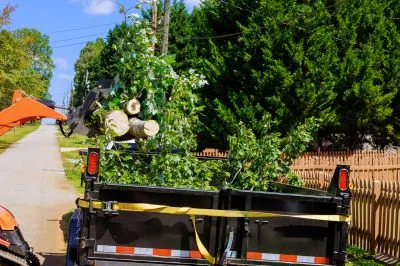 Abattage d’arbres dangereux