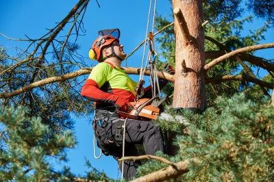 Élagage d’arbres sécurisé